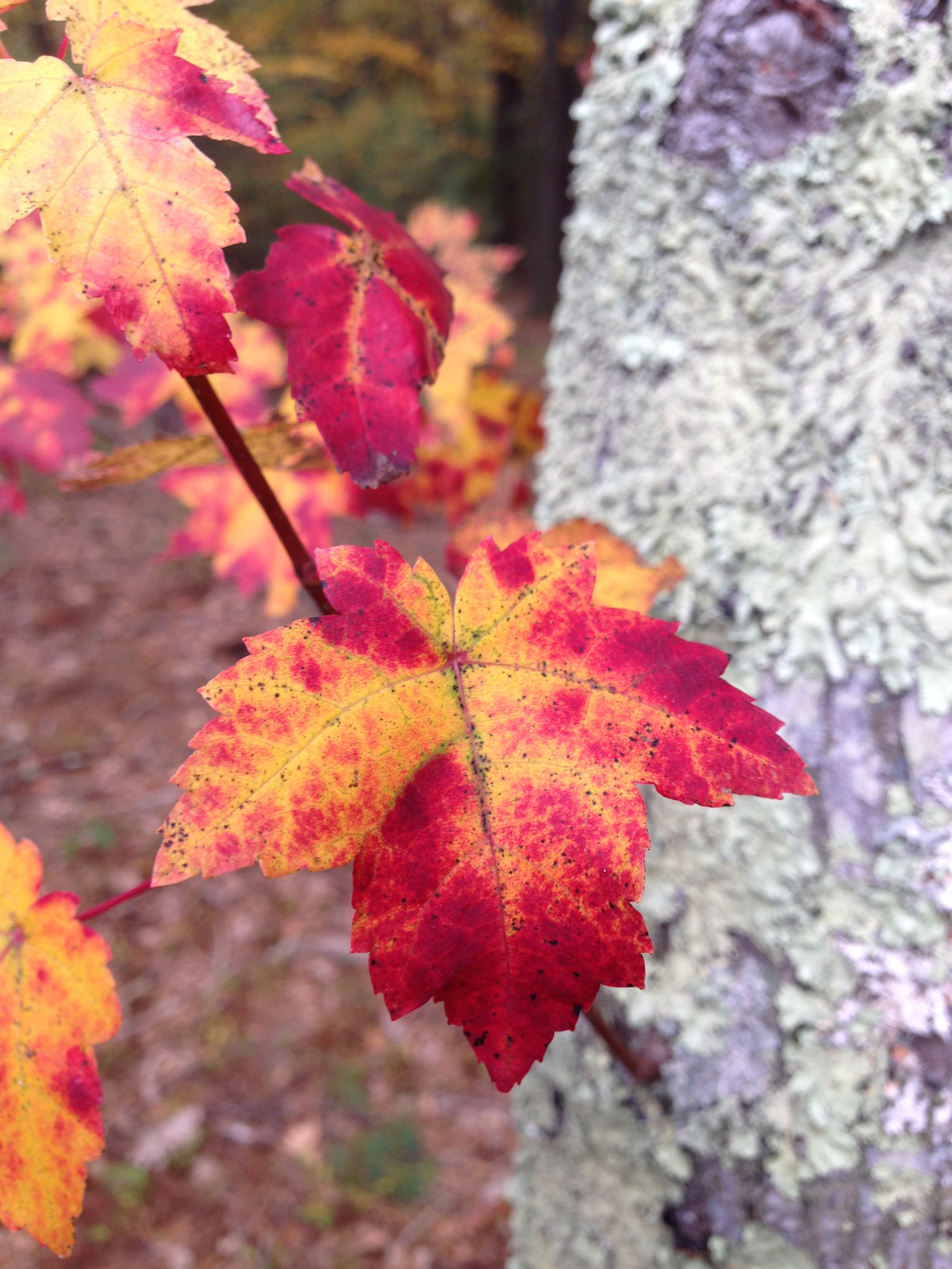 Red, yellow fall leaf with bark
